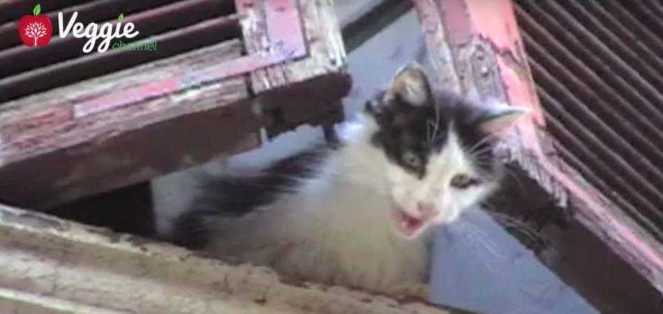 killer gatti