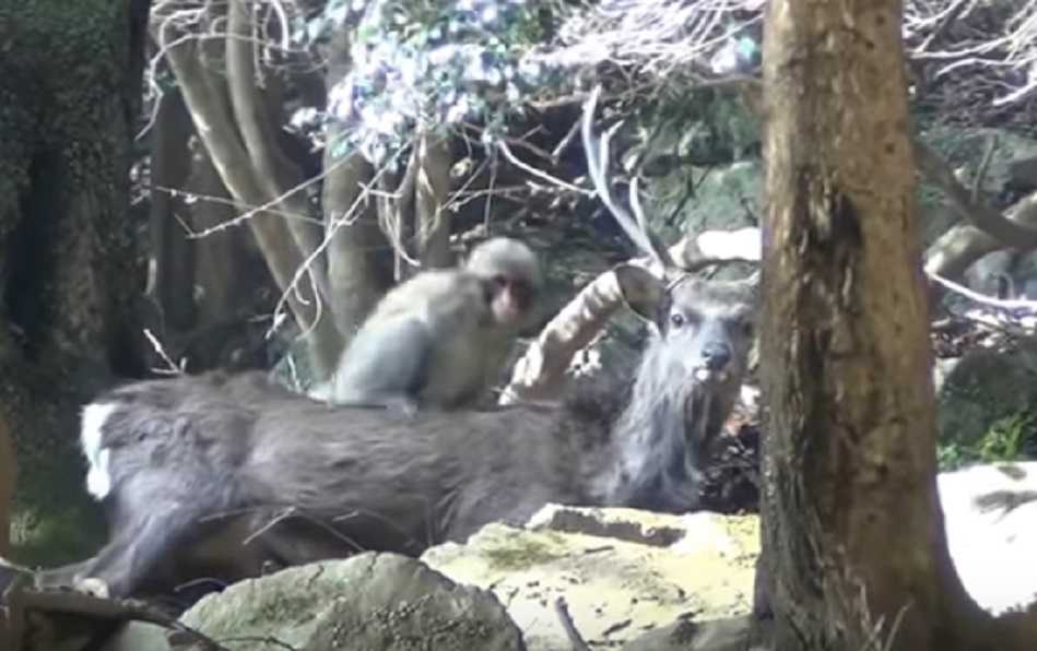 Il macaco che si accoppia con un cervo | VIDEO article-post