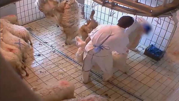 Un altro macello degli orrori: animali torturati e macellati da coscienti | VIDEO