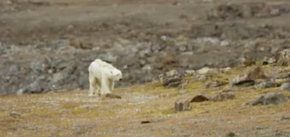 orso polare moribondo