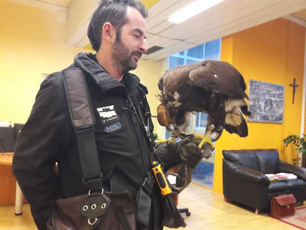 La soluzione contro i piccioni del tribunale di Potenza: un’aquila