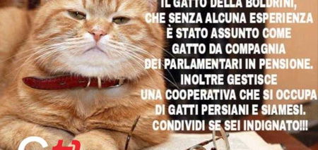 «I gattini di #ZiaLaura», la fase finale: vota il tuo preferito su Giornalettismo article-post