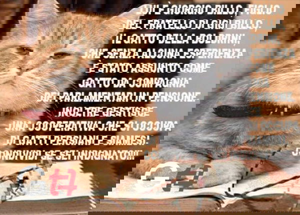 Combattere le bufale con ironia: Giornalettismo lancia il concorso «I gattini di #ZiaLaura»