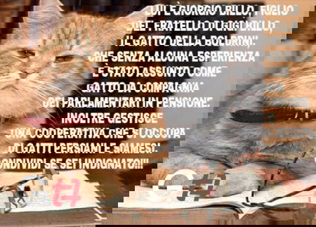 Combattere le bufale con ironia: Giornalettismo lancia il concorso «I gattini di #ZiaLaura» article-post