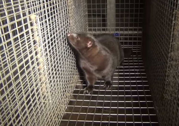 La battaglia della Norvegia: vietato l’allevamento di animali da pelliccia