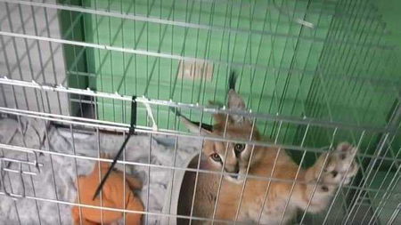 «Facciamo tornare Grum a casa, in gabbia può morire» article-post