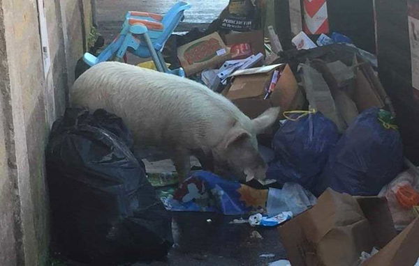Una scena da emergenza rifiuti a Roma, il maiale che rovista tra i sacchetti | FOTO