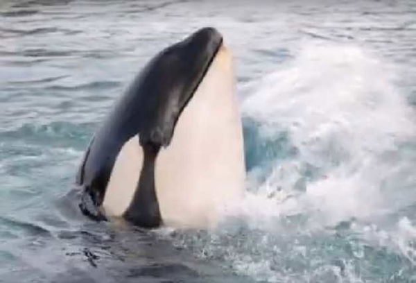 Wikie, l’orca che imita l’uomo: dice «Hello», «Bye bye» e conta fino a tre | AUDIO