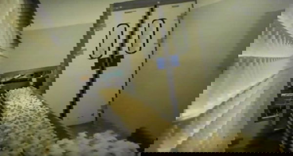 Pulcini tritati vivi nel grande incubatoio italiano | VIDEO