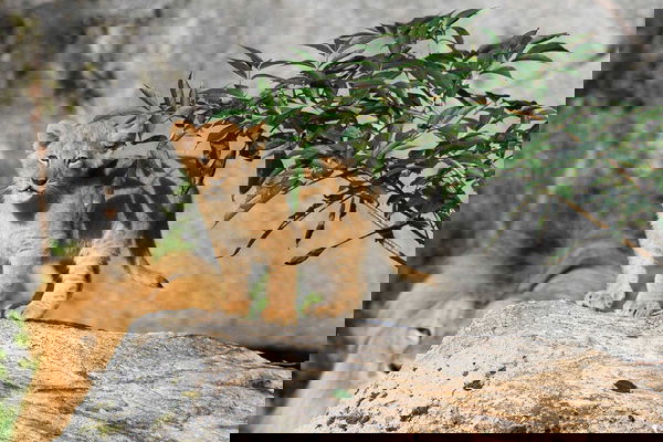 Svezia, uno zoo sopprime nove cuccioli di leone: non potevano esser ricollocati