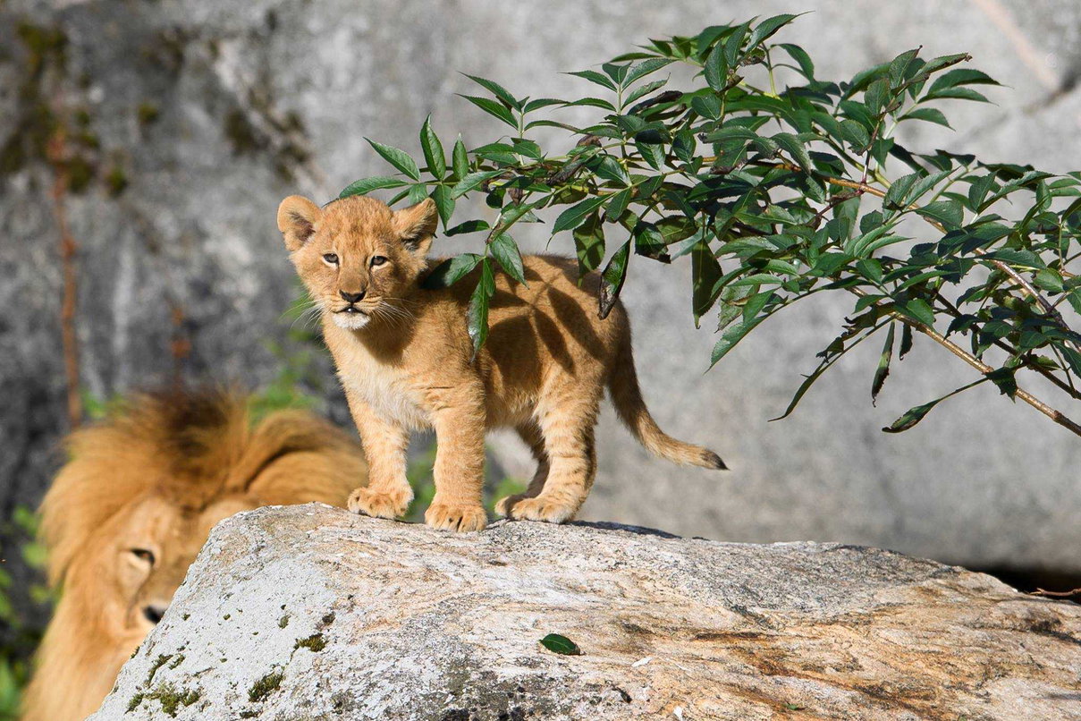 Svezia, uno zoo sopprime nove cuccioli di leone: non potevano esser ricollocati article-post