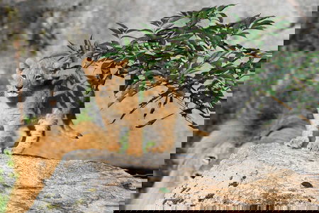 Svezia, uno zoo sopprime nove cuccioli di leone: non potevano esser ricollocati article-post