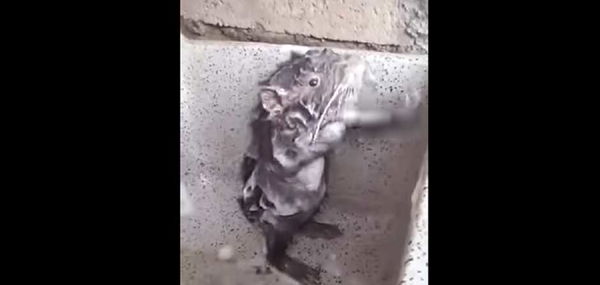 No, quel “topo” che fa la doccia non si stava divertendo. Affatto