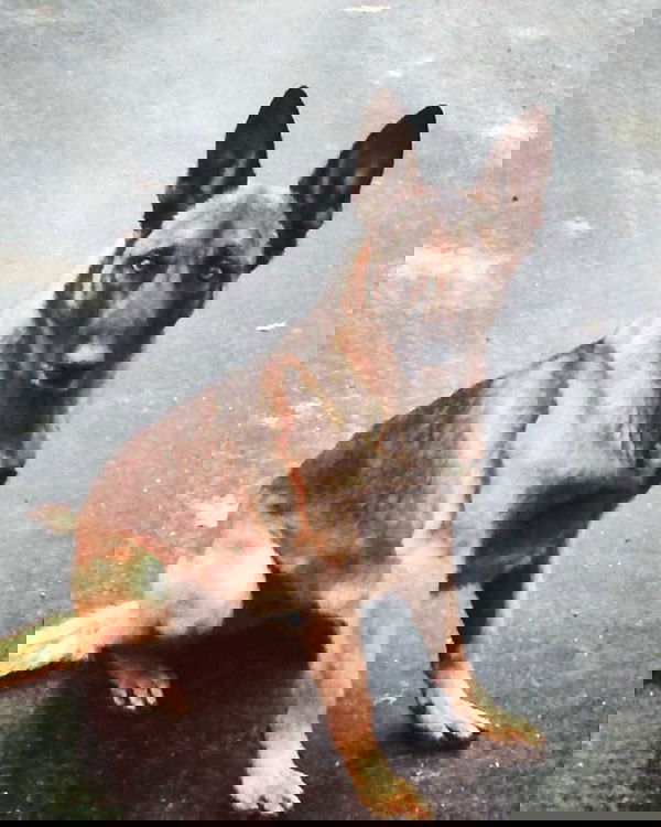 Uomo morde cane poliziotto. La brutta disavventura di Veda