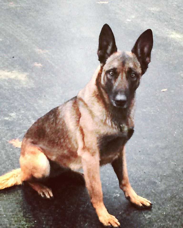 Uomo morde cane poliziotto. La brutta disavventura di Veda article-post