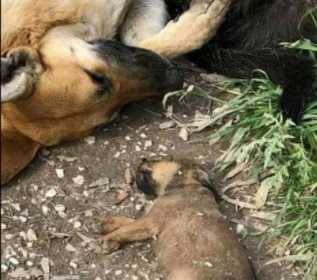 Don Luciano Garlappi insultato perché non benedice i cani di Sciacca