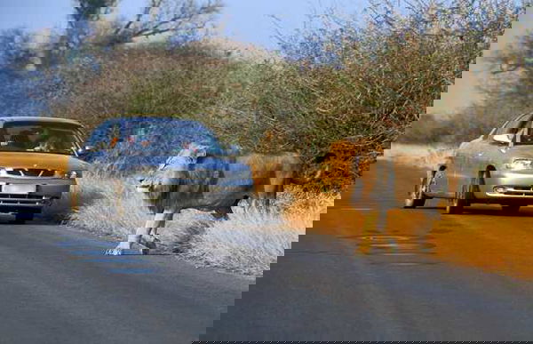 La turista americana di 22 anni sbranata da una leonessa