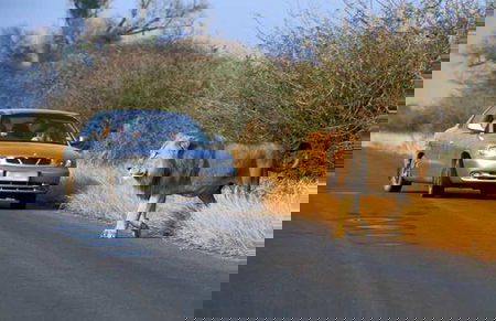 La turista americana di 22 anni sbranata da una leonessa article-post