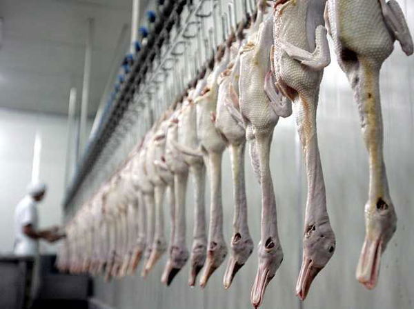 Polli normali | Liberi pensatori: la rubrica che dà voce ai pensieri dei lettori