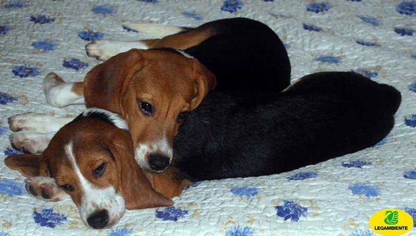 Animali, perché la sentenza su Green Hill è storica