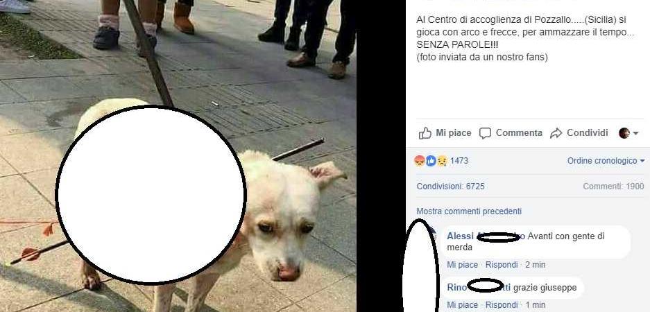 cane pozzallo