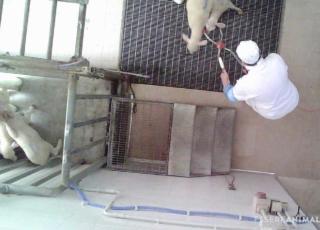 essere animali
