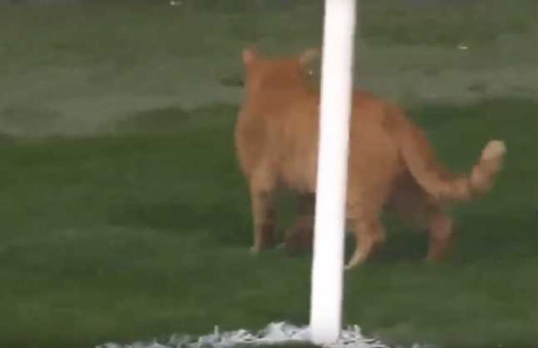 Il gatto entra in campo e interrompe la partita di Champions League | VIDEO