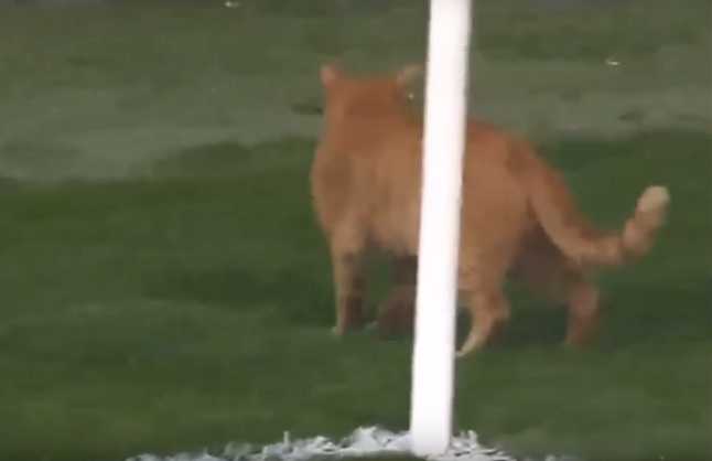 Il gatto entra in campo e interrompe la partita di Champions League | VIDEO article-post