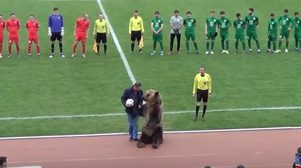 Un orso (vero) non può fare la mascotte di Russia 2018 | VIDEO article-post