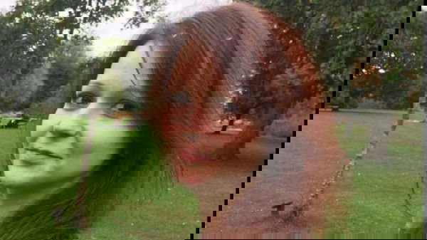 “Nessuno parla a nome mio”, Yulia Skripal rifiuta l’aiuto dell’ambasciata russa a Londra