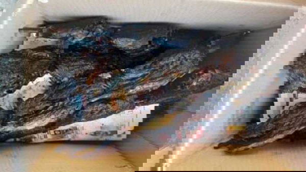 A Torino si vendevano spiedini di topo e nutria