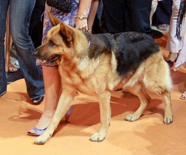 La camorra e il riciclaggio attraverso pubblicità e serie tv, come il commissario Rex