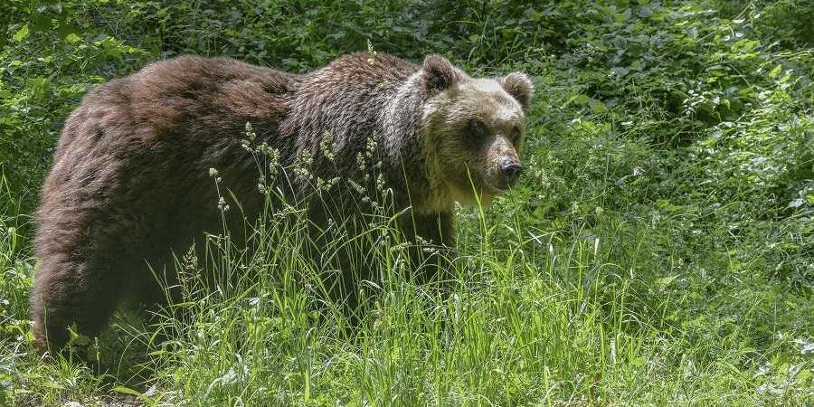 Orso ucciso