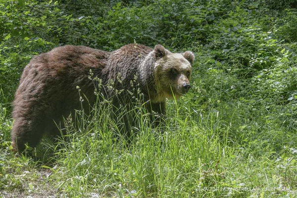 Un orso mansueto è stato ucciso per errore nel Parco nazionale d’Abruzzo
