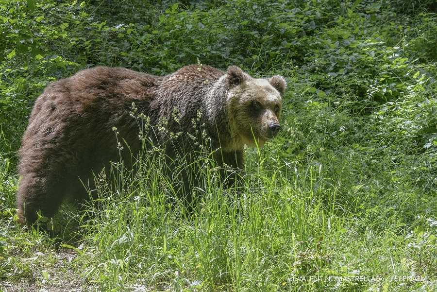 Orso ucciso