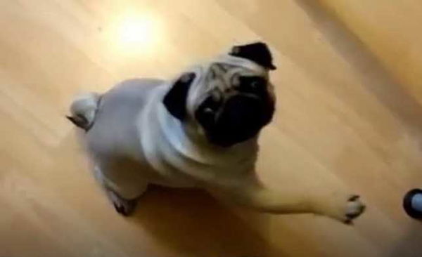 Lo youtuber condannato per aver insegnato il saluto nazista al cane