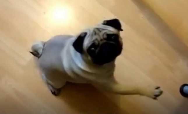 Lo youtuber condannato per aver insegnato il saluto nazista al cane article-post
