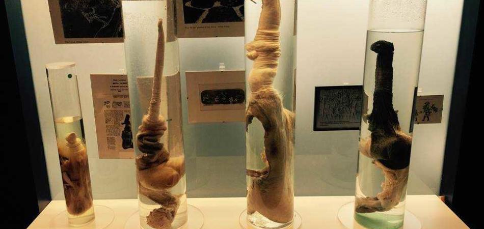 musei strani