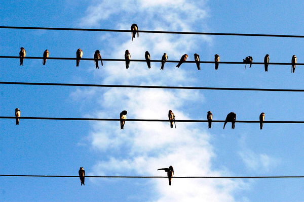 Roma e la soluzione contro le zanzare: «Salvare le rondini e i topini»