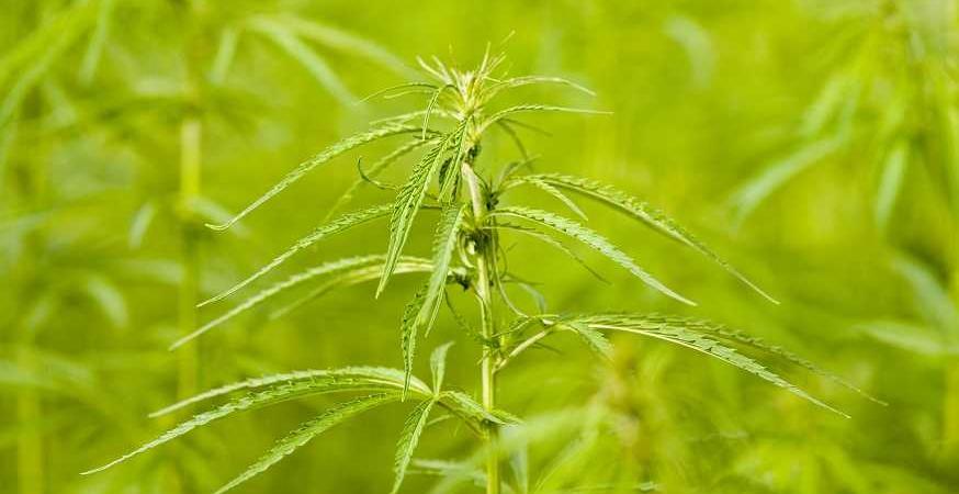 cannabis
