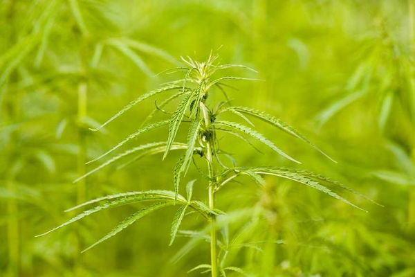 Vittoria (Ragusa), scoperta una serra con 6 tonnellate di cannabis tra le coltivazioni di pomodoro