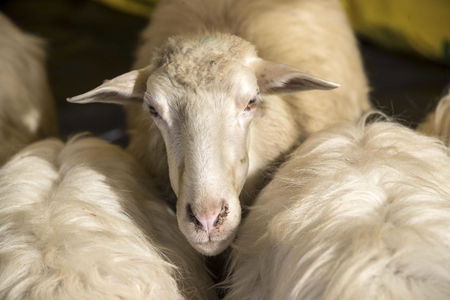 Dove pascoleranno le pecore che puliranno i parchi di Roma article-post