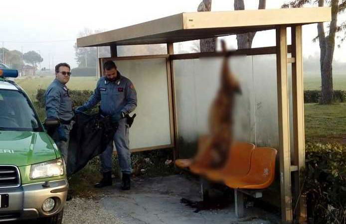 lupo ucciso