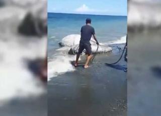 mostro marino