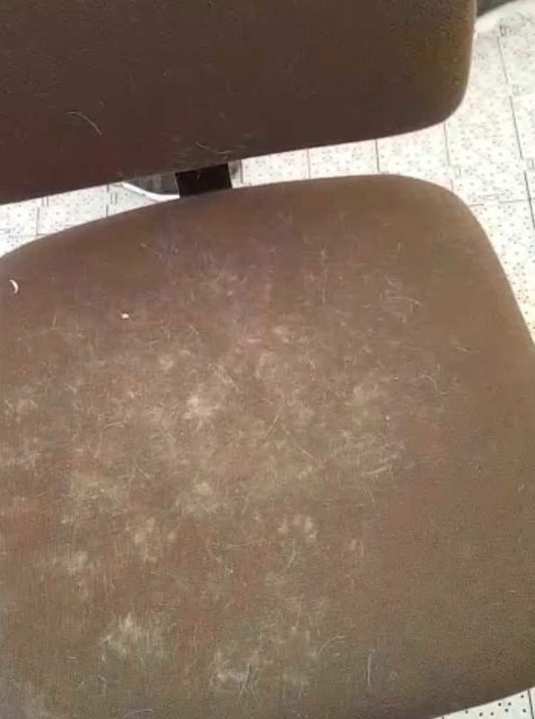 Nelle tende del Tribunale di Bari ci entrano i gatti. Chiusa una tensostruttura