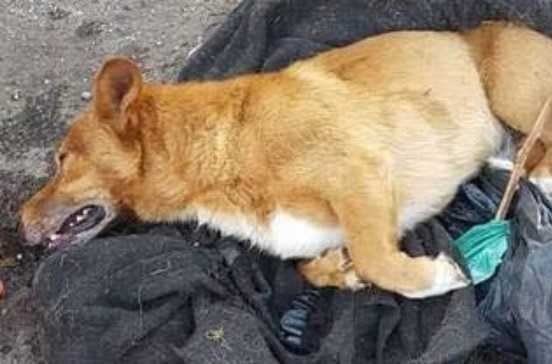 Il cane Lucky bastonato e gettato nei rifiuti, è stato identificato il bruto