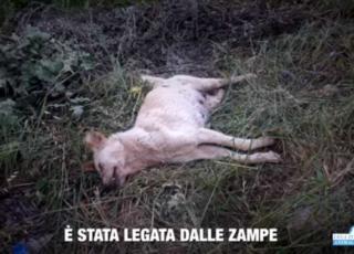 luce cagnolina