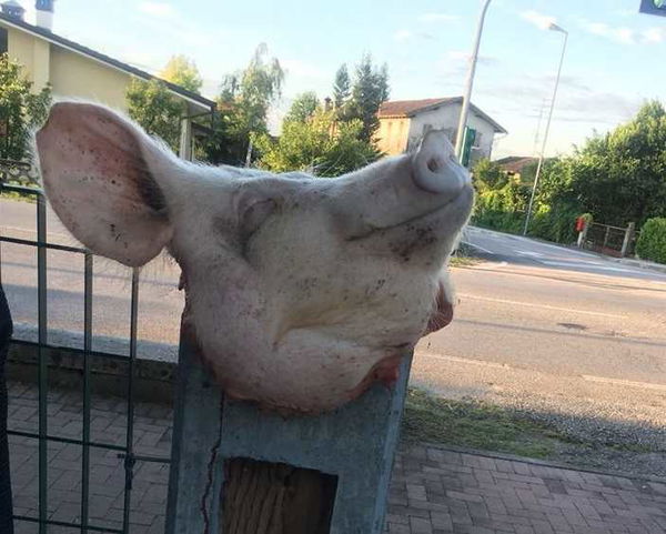 Sacile, testa di maiale davanti al centro che ospita i migranti