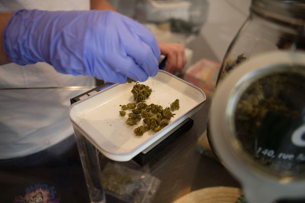 Cannabis terapeutica, la svolta: prescrivibile per ogni tipo di dolore