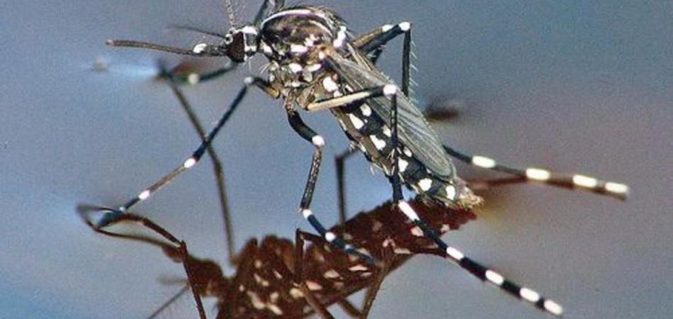 Virus West Nile, zanzare infette in Veneto